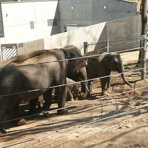 New Elephant complex