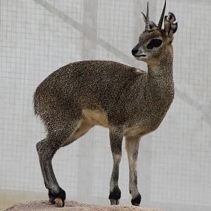 Klipspringer