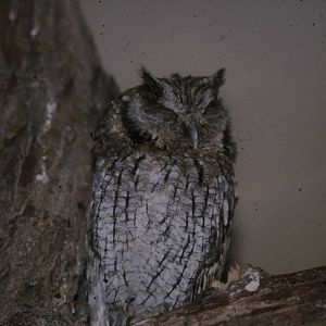 Tropical screech owl