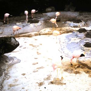 Small flock of Andean and James flamingos