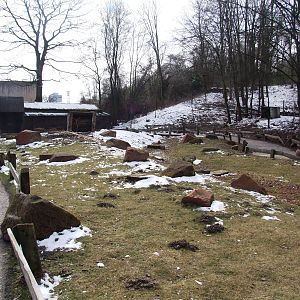 Wallaby Walkthrough at Hannover, 23/03/13