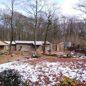 Main Australian Paddock at Hannover, 23/03/13