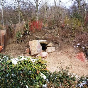 Wombat Exhibit at Hannover, 23/03/13