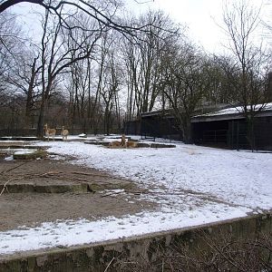 Vicuna Paddock at Hannover, 23/03/13
