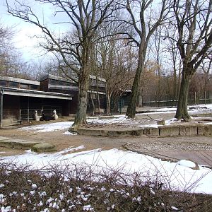Vicuna Paddock at Hannover, 23/03/13