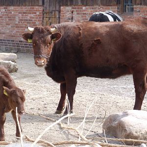 Harz Red Mountain Cattle at Hannover, 23/03/13