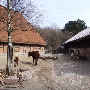 Domestic Cattle at Hannover, 23/03/13