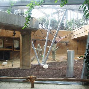 Indoor Chimp Enclosure at Hannover, 23/03/13