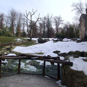 Gorilla Outdoor Exhibit at Hannover, 23/03/13
