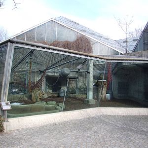Orang-Utan Outdoor Exhibit at Hannover, 23/03/13