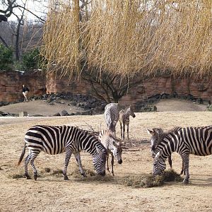 Grant's Zebras at Hannover, 23/03/13