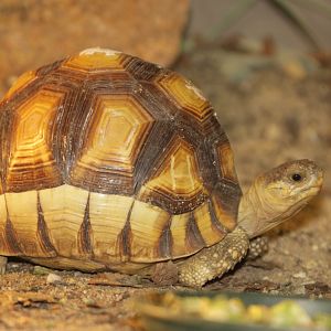 Ploughshare Tortoise (Astrochelys yniphora)