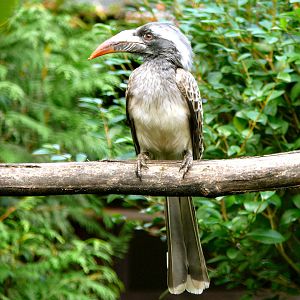 Hornbill - unsure of species