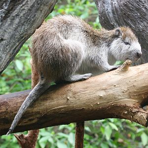 Cuban Hutia (Capromys pilorides)