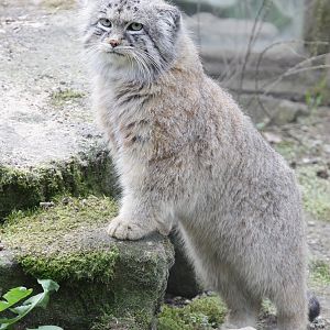 Manul (Otocolobus manul manul)