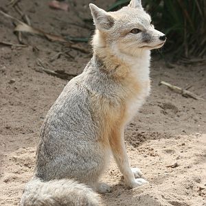 Little kit-fox (Vulpes velox)
