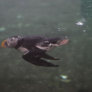 Puffin (Fratercula arctica)