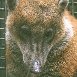 Nasua nasua dorsalis / Amazonian Coati (male)