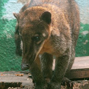 Nasua nasua vittata / Guyanan Coati