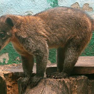 Nasua nasua vittata / Guyanan Coati