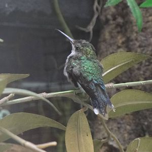 Fork-tailed woodnymph(female)