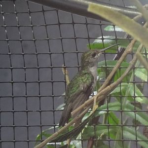 Fork-tailed woodnymph(female)