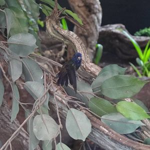 White-chinned sapphire(male)