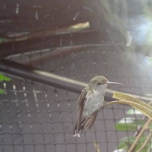 White-chinned sapphire(female)