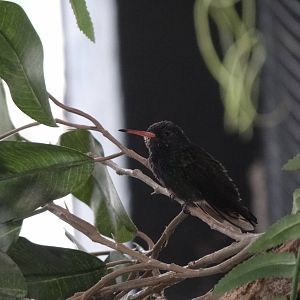 White-chinned sapphire(male)