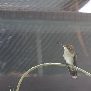 White-chinned sapphire(female)
