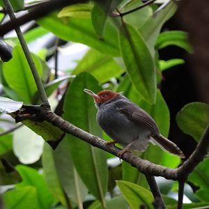 Ashy-headed tailorbird