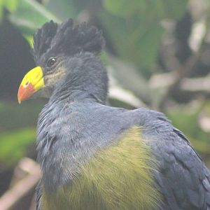 Great blue turaco