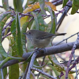Brown Thornbill (Acanthiza pusilla)