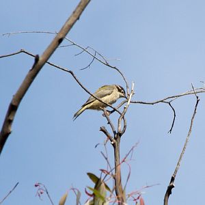 Brown-headed Honeyeater (Melithreptus brevisrostris)
