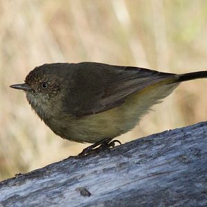 Buff-rumped Thornbill (Acanthiza reguloides)