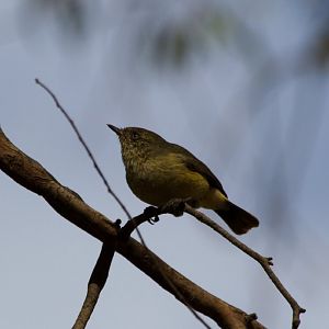 Buff-rumped Thornbill (Acanthiza reguloides)