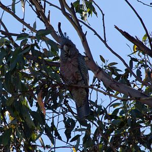 Gang-gang Cockatoo female (Callocephalon fimbriatum)