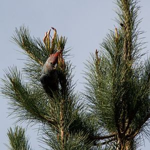 Gang-gang Cockatoo young male (Callocephalon fimbriatum)
