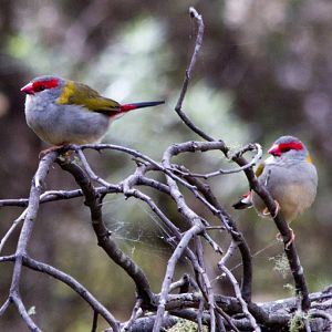 Red-browed Firetail Finches (Neochmia temporalis)
