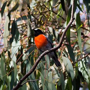 Scarlet Robin male (Petroica boodang)