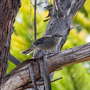 Grey Shrike-thrush female (Colluricincla harmonica)