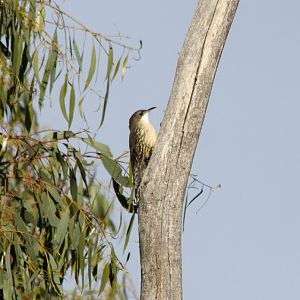 White-throated Treecreeper (Cormobates leucophaea)
