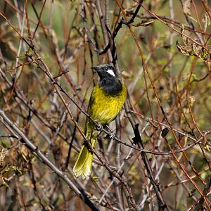 White-eared Honeyeater (Lichenostomus leucotis)
