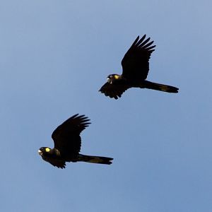 Yellowtailed Black Cockatoos pair (Calyptorhynchus funereus)