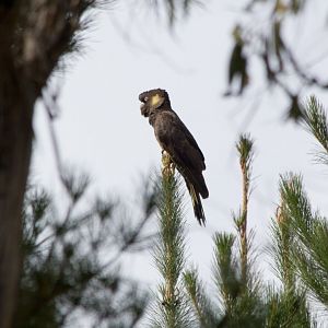 Yellowtailed Black Cockatoos male (Calyptorhynchus funereus)