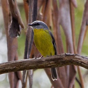 Eastern Yellow Robin (Eopsaltria australis)