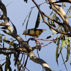 Spotted Pardalote (Pardalotus punctatus)