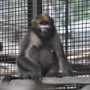 Gray snub-nosed monkey / Rhinopithecus brelichi