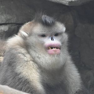 Black snub-nosed monkey / Rhinopithecus bieti