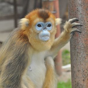 Chinese snub-nosed monkey / Rhinopithecus roxellana
